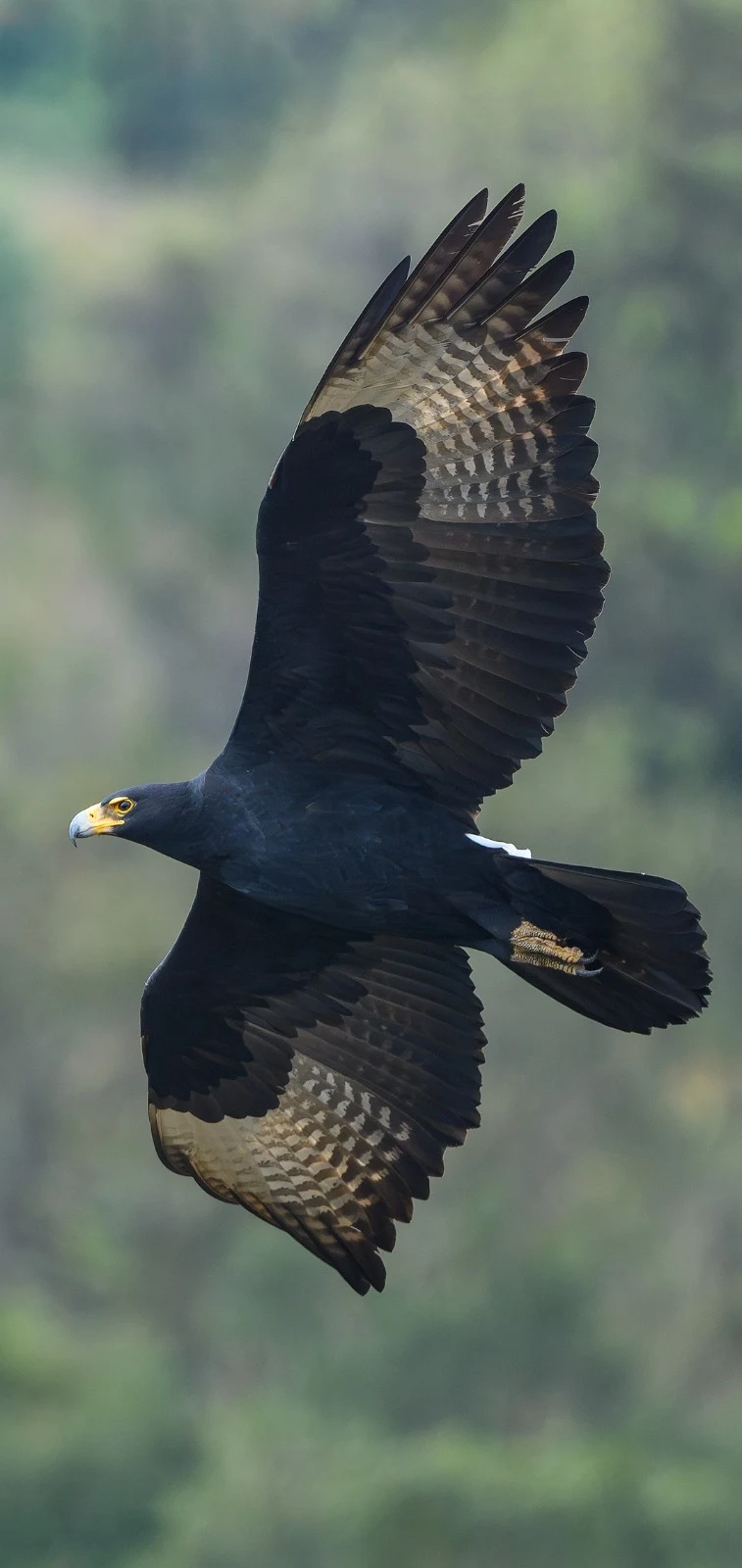 Shaping responsible development, for birds and people