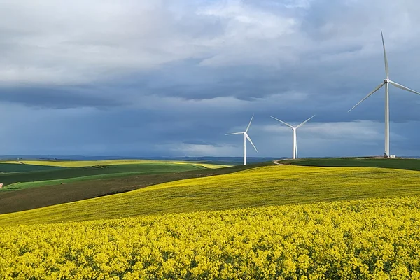 Wind turbines above flowering fields