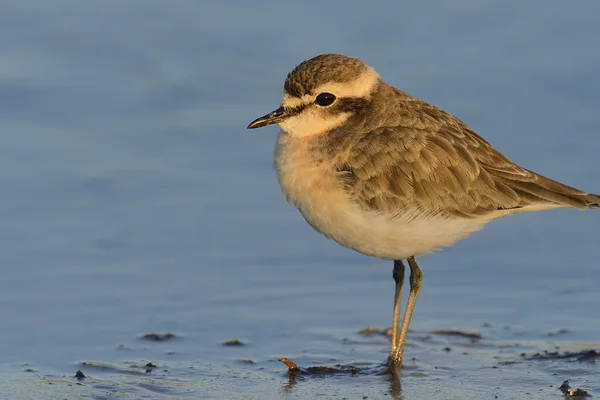 Kittlitz’s plover