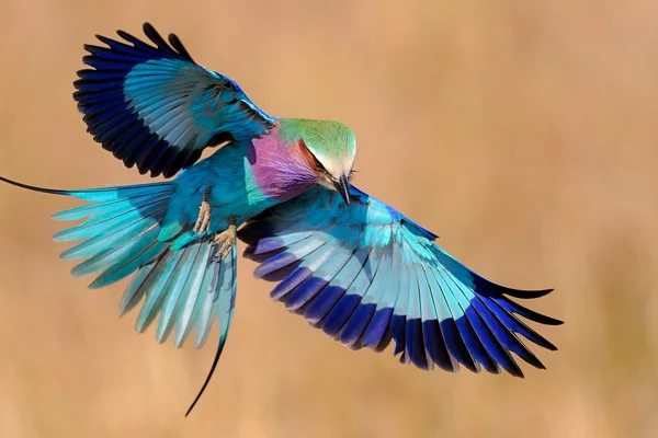 Lilac-breasted roller in flight