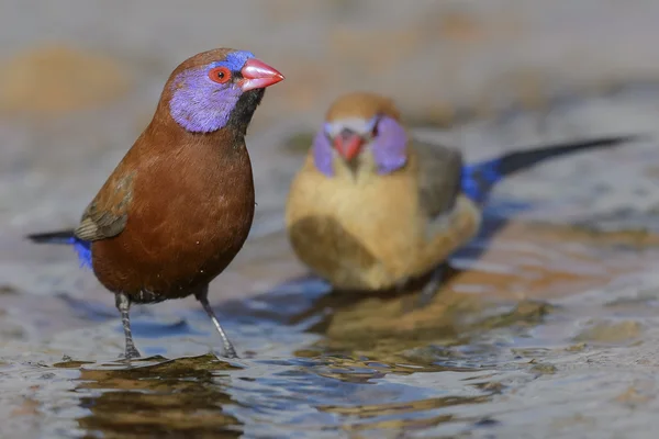Violet-eared waxbills