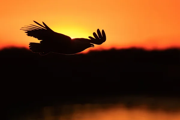 African fish eagle at sunset