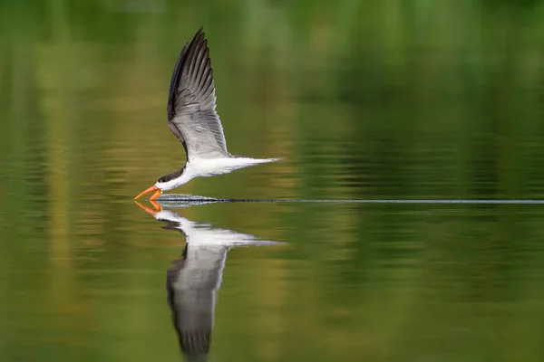 African skimmer above the water