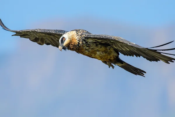 Bearded vulture in flight