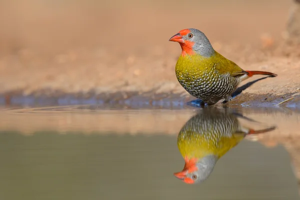 Green-winged pytilia