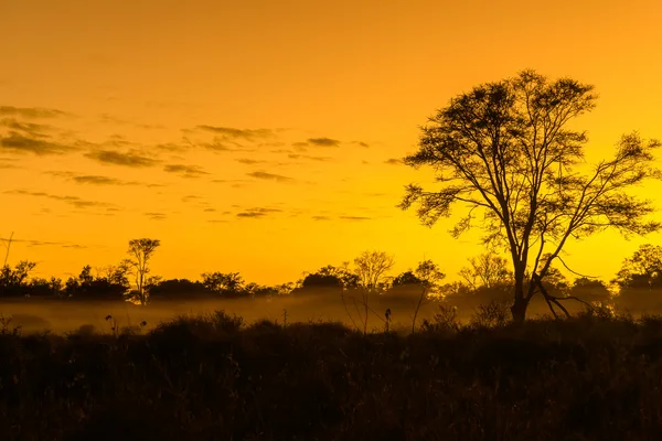 Sunset through trees at Pafuri