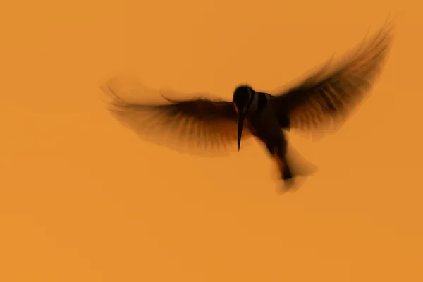 Pied kingfisher above the water