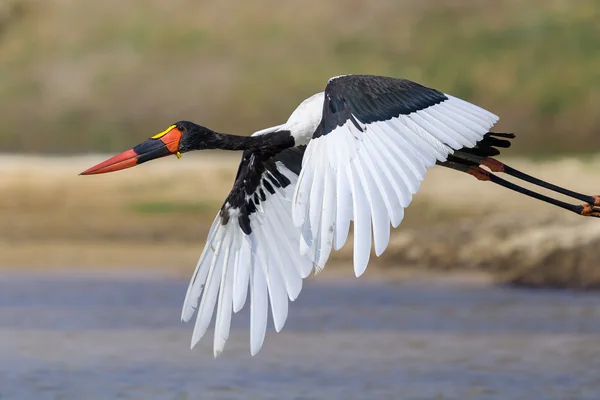 Saddle-billed stork in flight