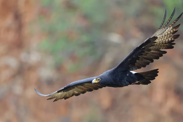 Eagle in flight
