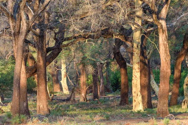 Woodland at Pafuri