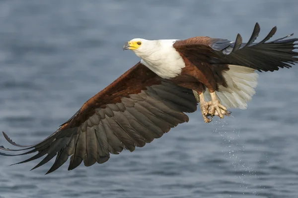 African fish eagle
