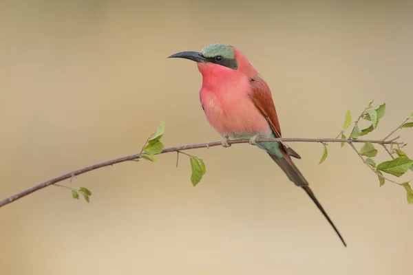 Bee-eater perched on a branch