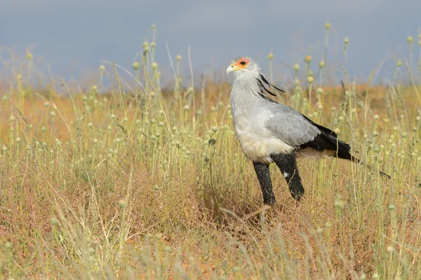 Secretarybird