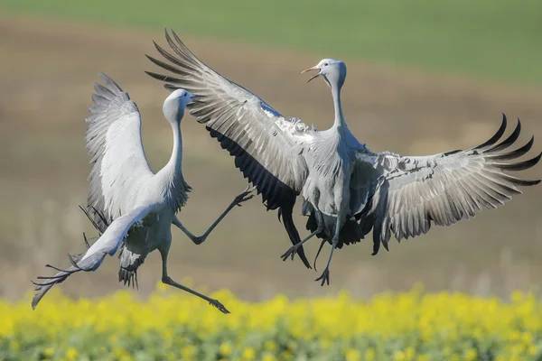 Blue cranes displaying