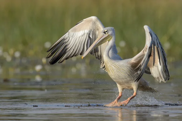 Pelican