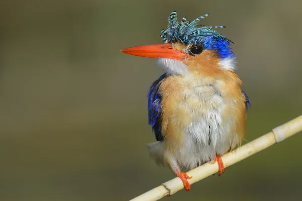 Kingfisher perched on a branch