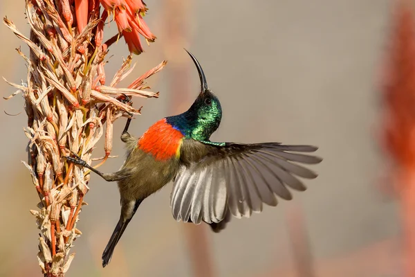 Sunbird visiting an aloe