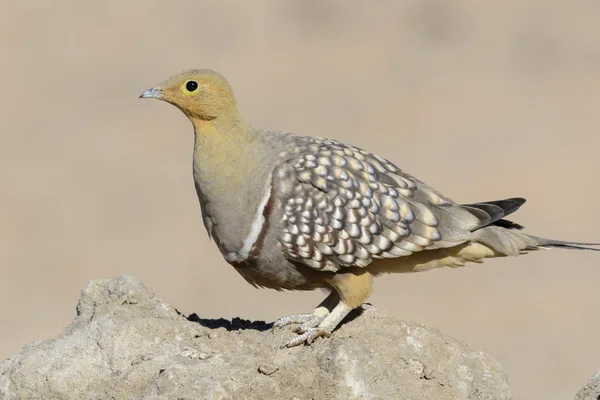 Sandgrouse