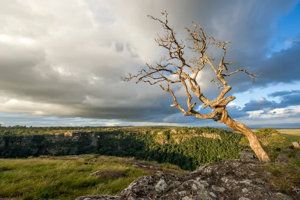Lone tree overlooking the landscape
