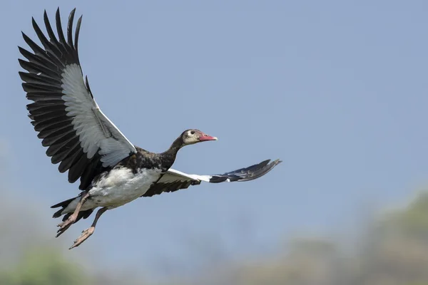 Goose in flight
