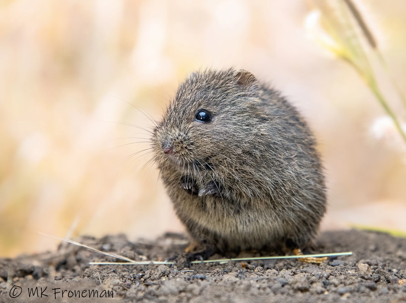 Species of Conservation Concern relocation studies